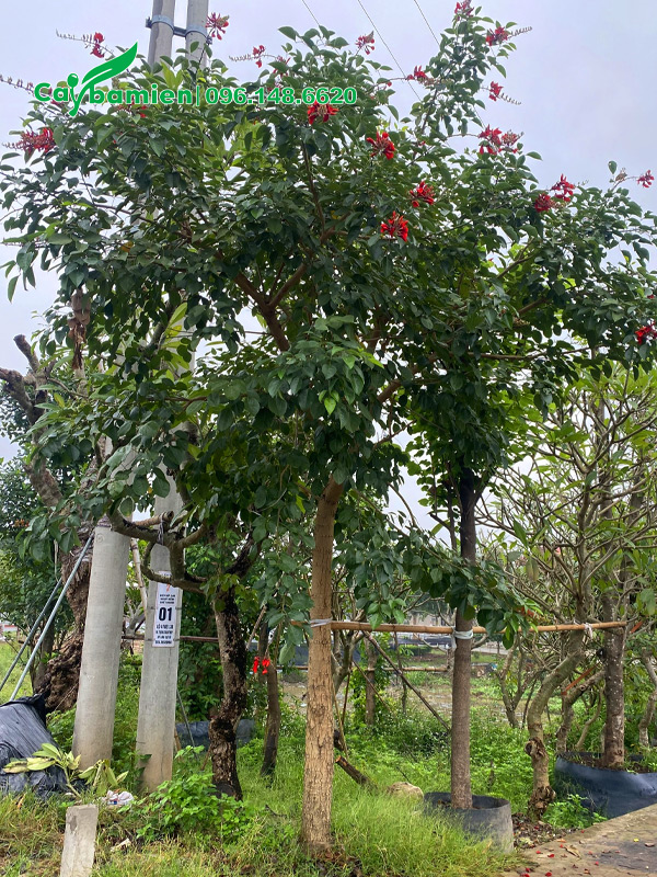 Cây osaka nở hoa đẹp, cây cao khoảng 5m