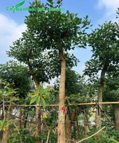 Dâm ủ nguyên những cây có thân thẳng đẹp, đường kính thân khoảng 15cm