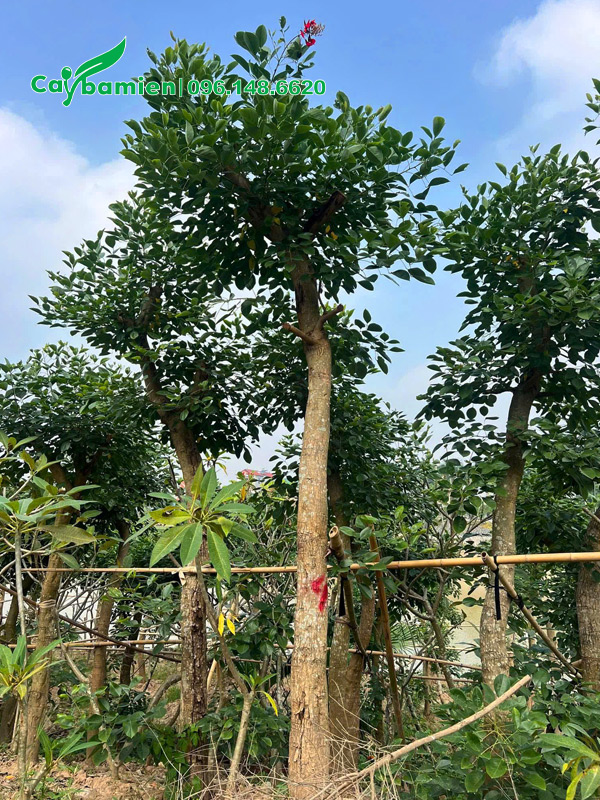 Dâm ủ nguyên những cây có thân thẳng đẹp, đường kính thân khoảng 15cm