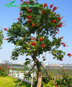 Cây Osaka đỏ trồng sân vườn, hoa đang nở rực rỡ