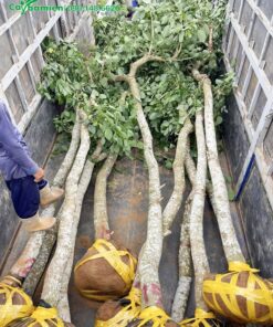 Vận chuyển cây từ trên xe đến hố trồng đã đào sẵn