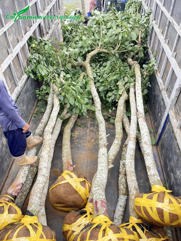 Vận chuyển cây từ trên xe đến hố trồng đã đào sẵn