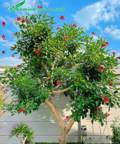 Cây Osaka đỏ trồng trong sân vườn biệt thự đang bắt đầu nở hoa