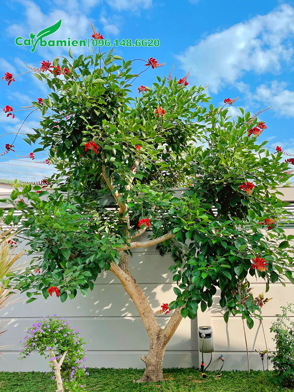Cây Osaka đỏ trồng trong sân vườn biệt thự đang bắt đầu nở hoa