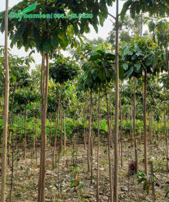 Vườn nuôi trồng những cây Sang choai choai đường kính gốc 3 - 4cm