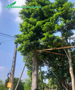 Cây Sang cổ thụ dâm ủ nhiều năm