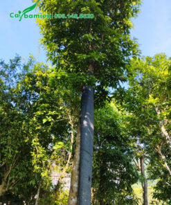 Cây cao khoảng 6m, tay cành sau khi tỉa đang ra lá mới