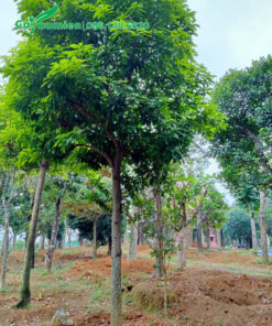 Sang Sẻ dâm ủ lâu năm tán tròn đẹp