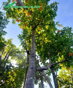 Vườn dâm ủ cây Sang công trình đường kính thân 18 - 20cm, đo cách gốc 1m