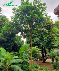 Cây sang trưởng thành đang ra hoa đỏ đẹp