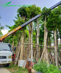 Chọn cây Sang công trình đẹp từ vườn dâm ủ lâu năm