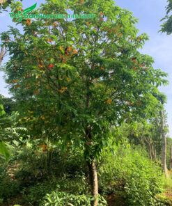 Sang đỏ đang nở hoa đẹp, chiều cao của cây khoảng 4m