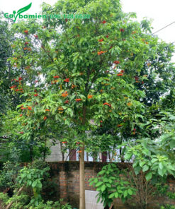 Hình ảnh cây Sang trồng trước sân nhà đang nở hoa đẹp