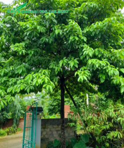 Cây Sang trồng lâu năm trước cổng nhà