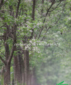 Rặng cây xoan ta lâu năm