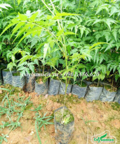 Vườn cây Xoan giống ươm hạt