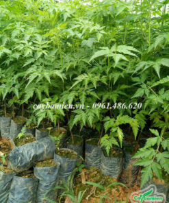 Cây xoan giống ươm hạt nguyên bầu