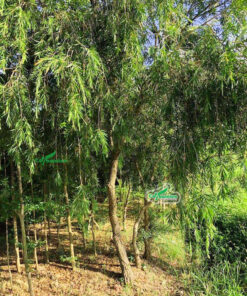 Cây liễu tràm là loài ưa sáng, cần nhận nhiều ánh nắng mặt trời