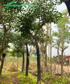 Cây cao 4m, dâm ủ bầu chìm, hoa đang nở