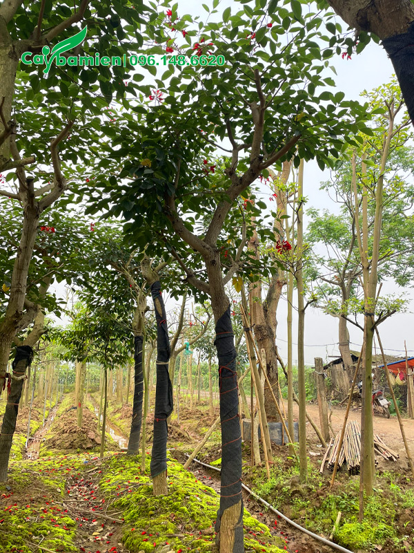 Cây cao 4m, dâm ủ bầu chìm, hoa đang nở