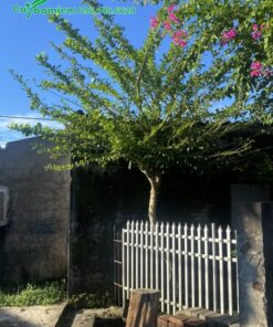 Tán cây tỏa tròn đều vô cùng đẹp mắt