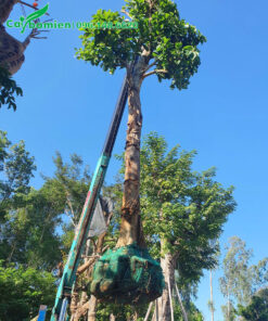 Cần cẩu đang nhấc cây hoa sang đỏ công trình lên thùng xe