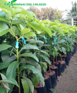 Cây giống bơ ghép, cao 50 - 70cm