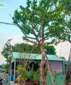 Cây đào tiên lâu năm, dáng cao thẳng, đã tạo tán chuẩn