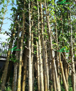 Cung cấp cây Dầu Rái công trình số lượng lớn, cây có kích thước lớn