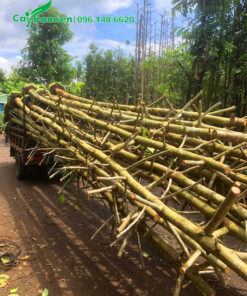 Cây bứng nóng, đã tỉa hết tay cành, chiều cao khoảng 5 - 6m