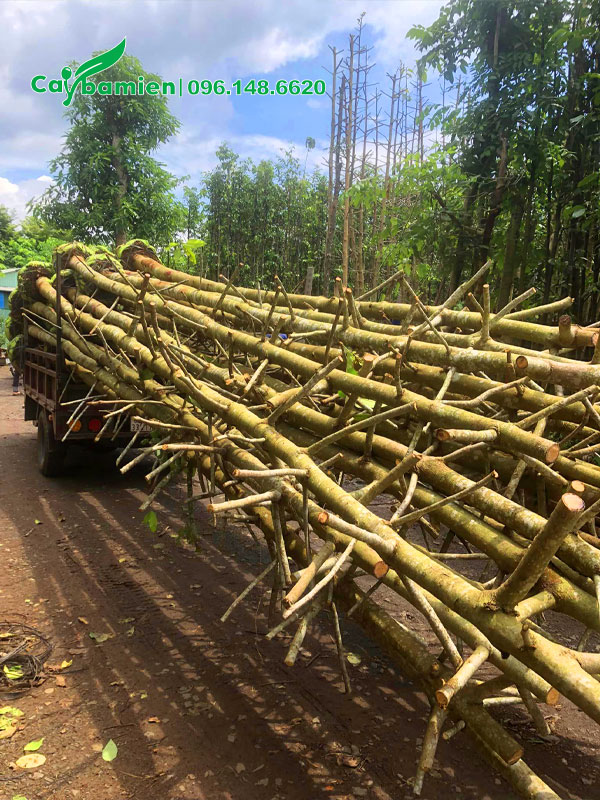 Cây bứng nóng, đã tỉa hết tay cành, chiều cao khoảng 5 - 6m