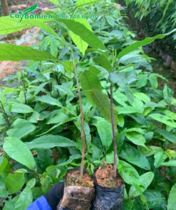 Cây sang giống cao 40cm