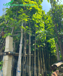 Dầu Rái công trình dâm ủ cao hơn 5m