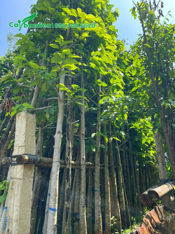 Dầu Rái công trình dâm ủ cao hơn 5m