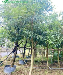 Cây có tán lá tròn đẹp, tầng lá dày