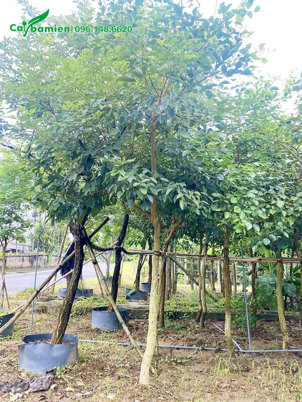 Cây có tán lá tròn đẹp, tầng lá dày