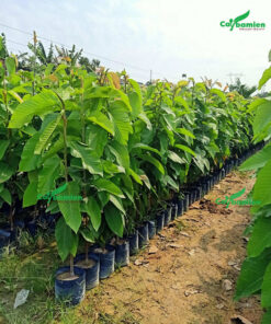 Cây Dầu Nước giống, lá phát triển đẹp, kích thước lớn