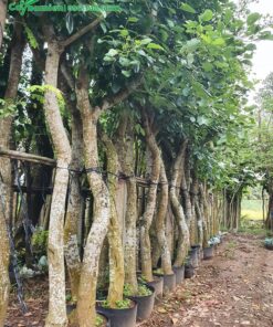 Cây hoa osaka đỏ công trình, đường kính 20cm