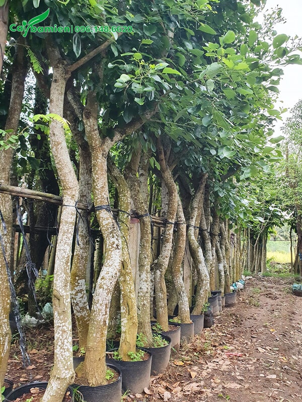 Cây hoa osaka đỏ công trình, đường kính 20cm