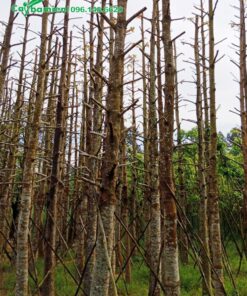 Thân cây cao thẳng, chiều cao lên tới 6 - 7m