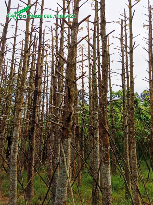 Thân cây cao thẳng, chiều cao lên tới 6 - 7m