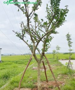 Cây vừa mới trồng, được đóng cọc chống chắc chắn