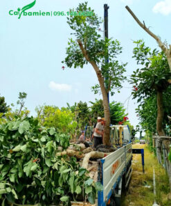 Nhấc từng cây osaka đỏ vang 50 - 60cm lên xe