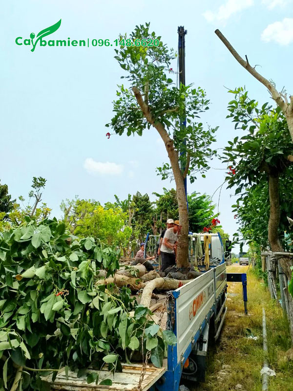 Nhấc từng cây osaka đỏ vang 50 - 60cm lên xe