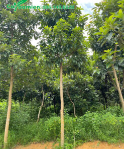 Cây Bơ đk gốc 6 - 8cm