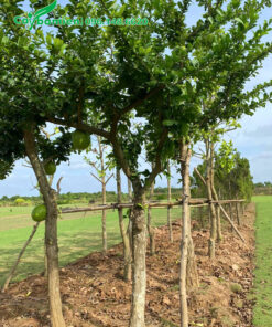 Vườn dưỡng cây có đường kính gốc từ 12 - 15cm