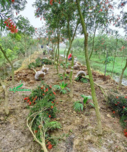 Những cây liễu rủ được khách hàng tuyển chọn, đánh bầu để giao đến công trình