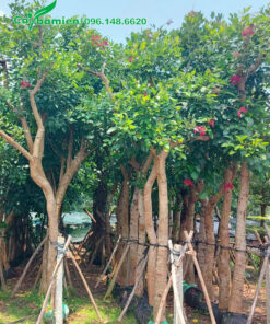 Vườn cây osaka đỏ đang bắt đầu nở hoa