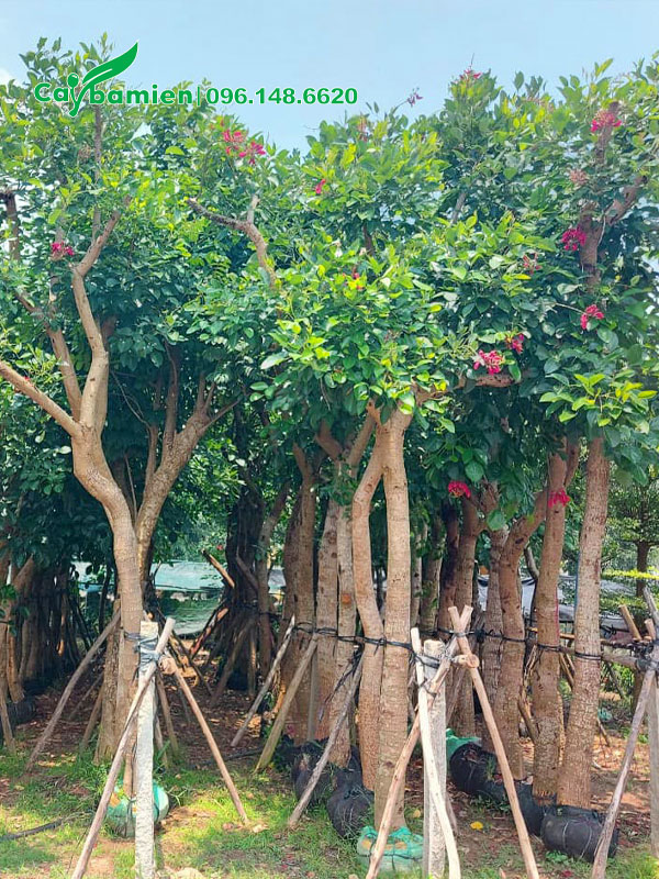 Vườn cây osaka đỏ đang bắt đầu nở hoa