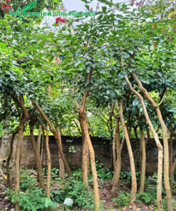 Osaka hoa đỏ đường kính gốc 8 - 10cm